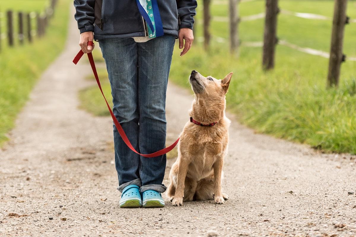 Hund Gehorsamkeit.jpg