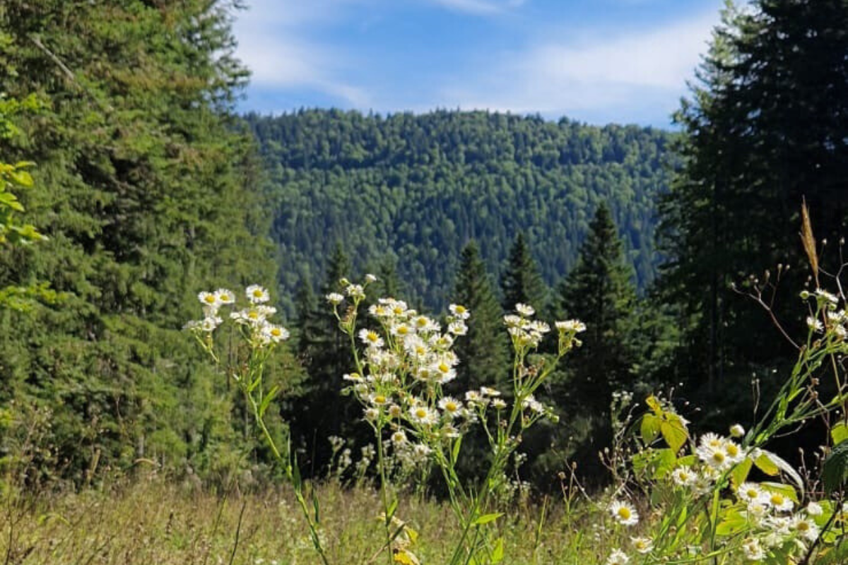 De natuur bij DEVA.jpg