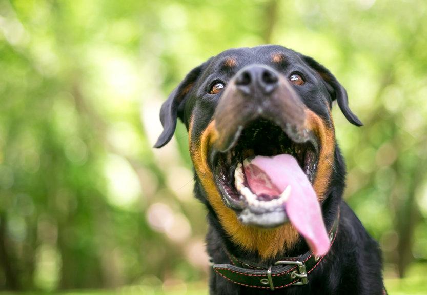 hond hyperventileert hulpmiddel bachbloesem.jpg
