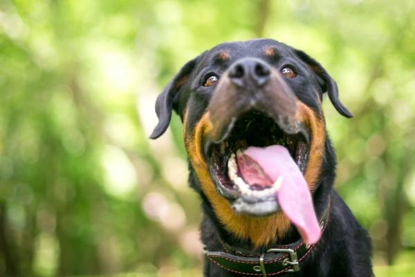 Heeft mijn hond hyperventilatie?