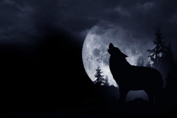 Hund bellt Fernseher an: Was dahinter steckt und wie Sie Ihren Hund beruhigen