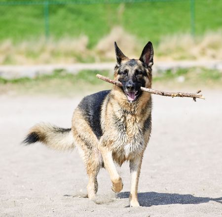 Hyperactieveherder.jpg