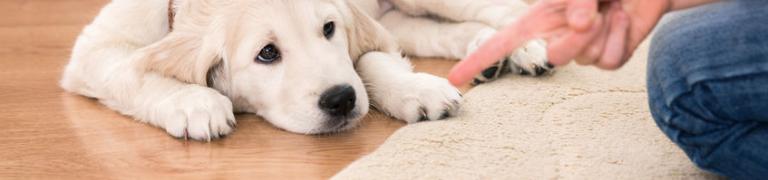 Hund nicht stubenrein