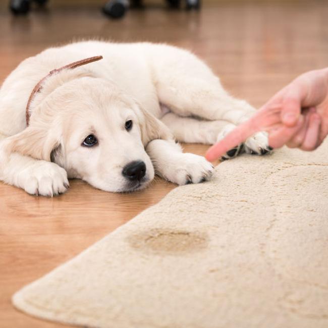 Bach Bloesem Mix Hond plast in huis