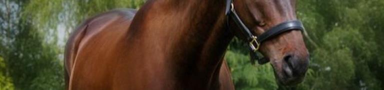 Bach Bloesem Mix op maat Paarden