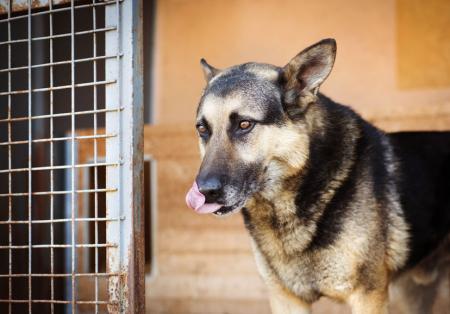 Honden uit het buitenland zijn vaak zeer angstig en bang Bachbloesems.jpg