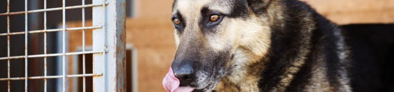 Help! Mijn hond is bang