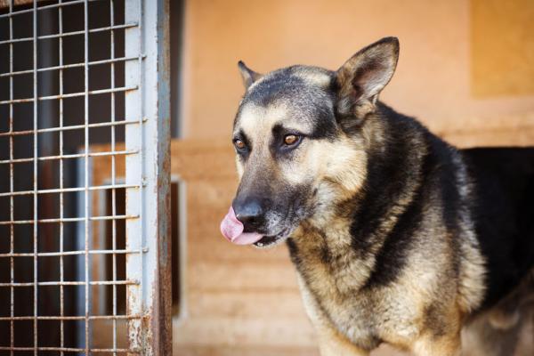 Help! Mijn hond is bang