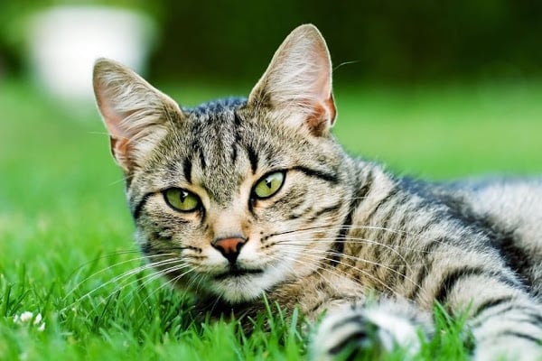 Katzen