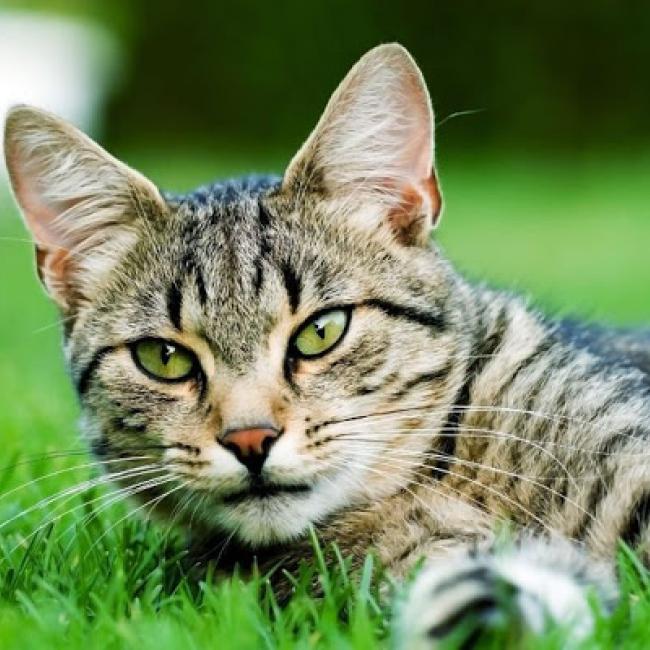 BachBloesemMixopmaatkatten.jpg