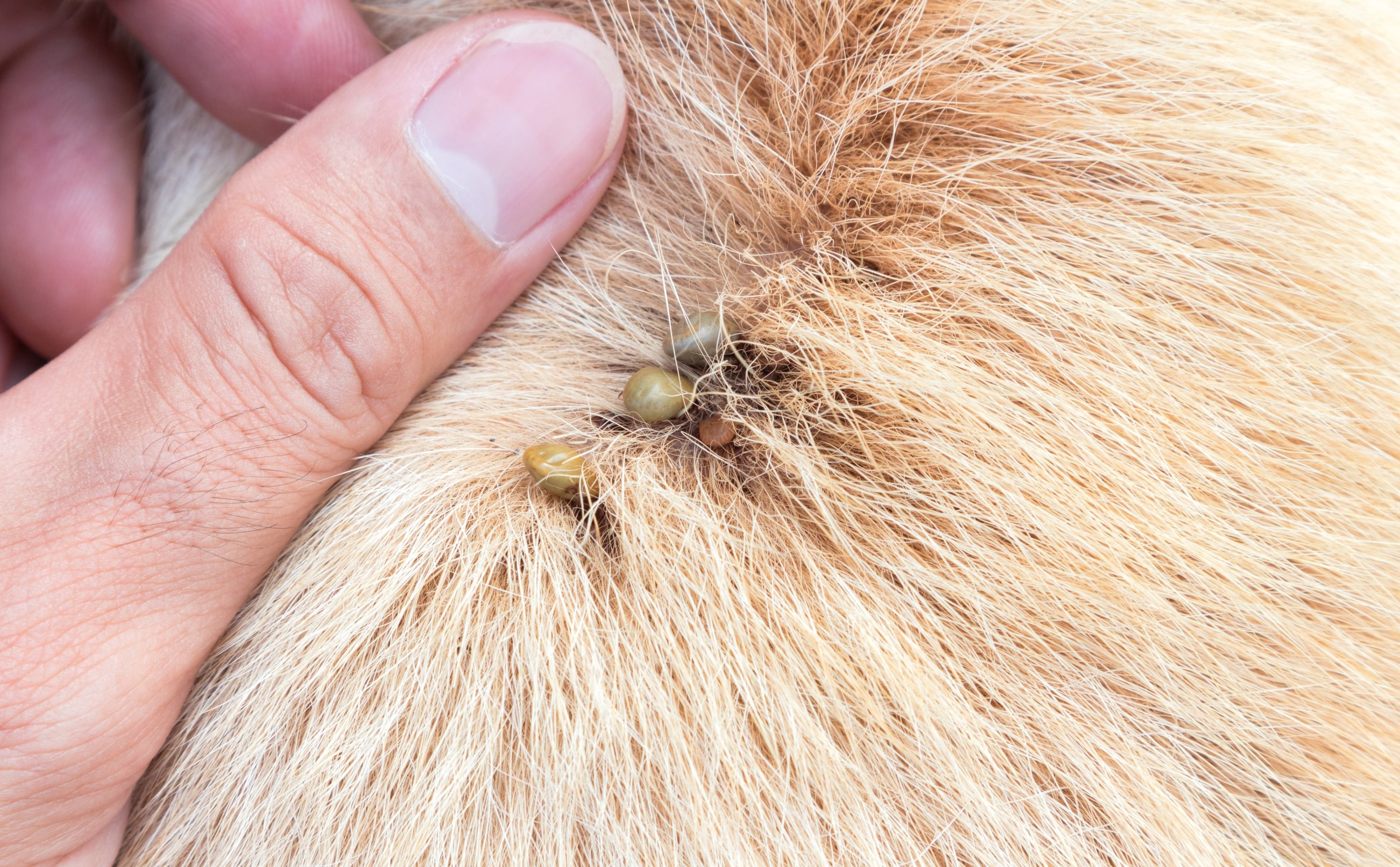 Natuurlijk middel tegen teken bij hond Bach bloesem mix Greetje.jpg