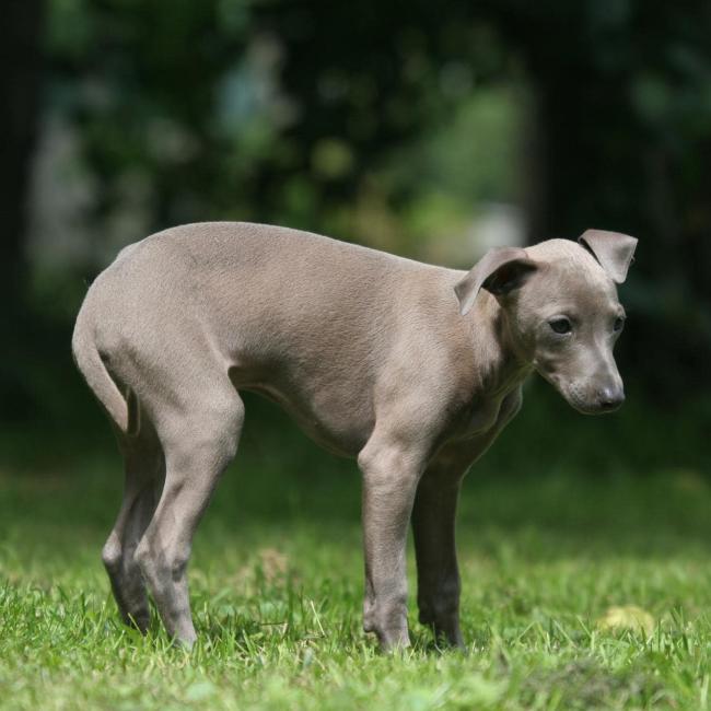 Bachblüten unsicherer Hund