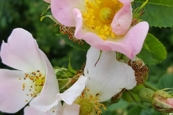 Bachbloesem Wild Rose - Hondsroos