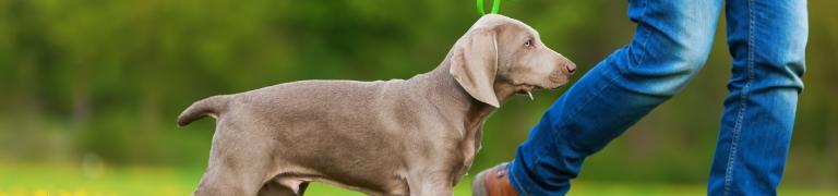 So lernt Ihr Hund das Bei Fuß gehen (Tipps für das Training)