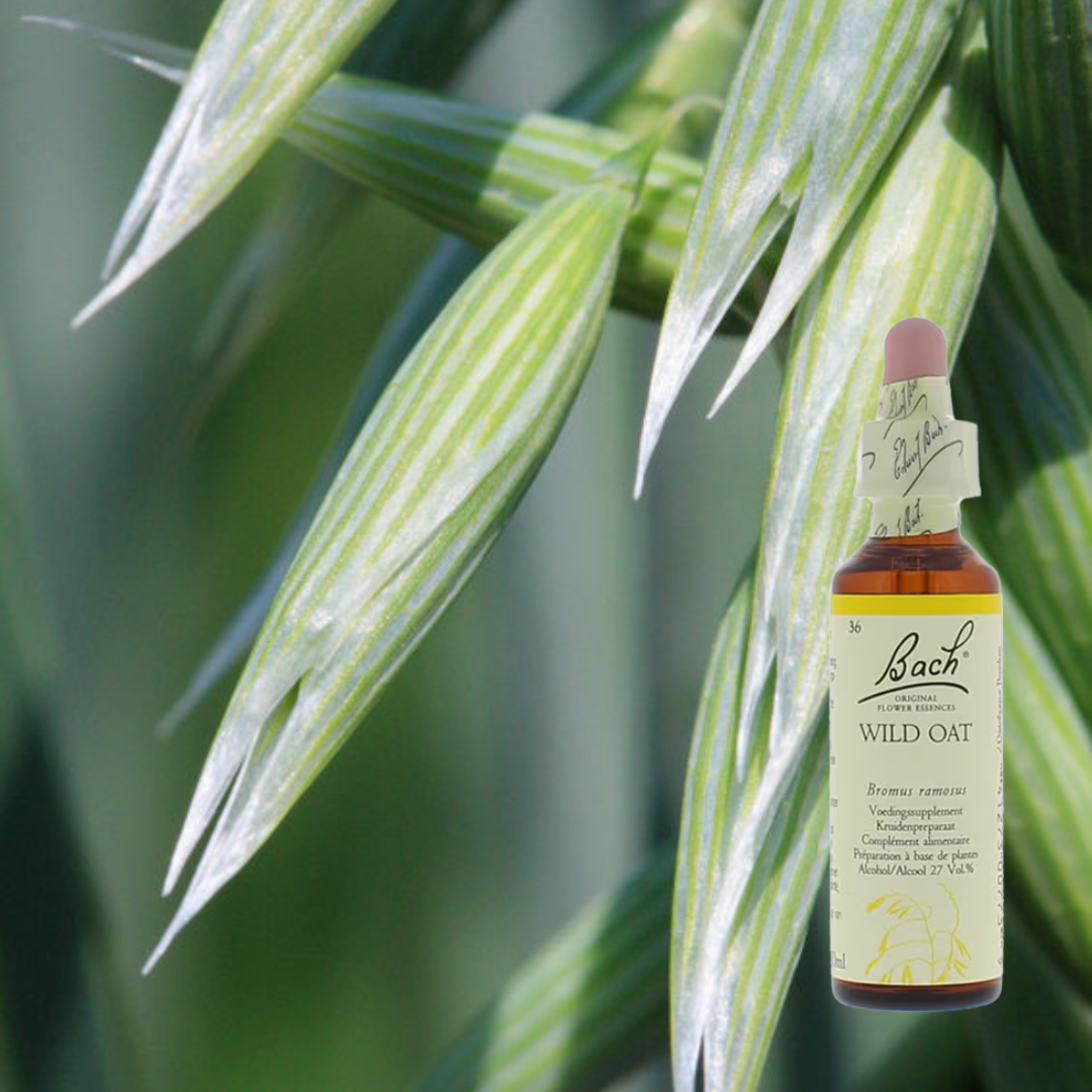 Bachbloesem Wild Oat.jpg