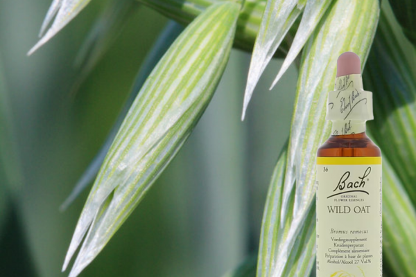 Wild oat