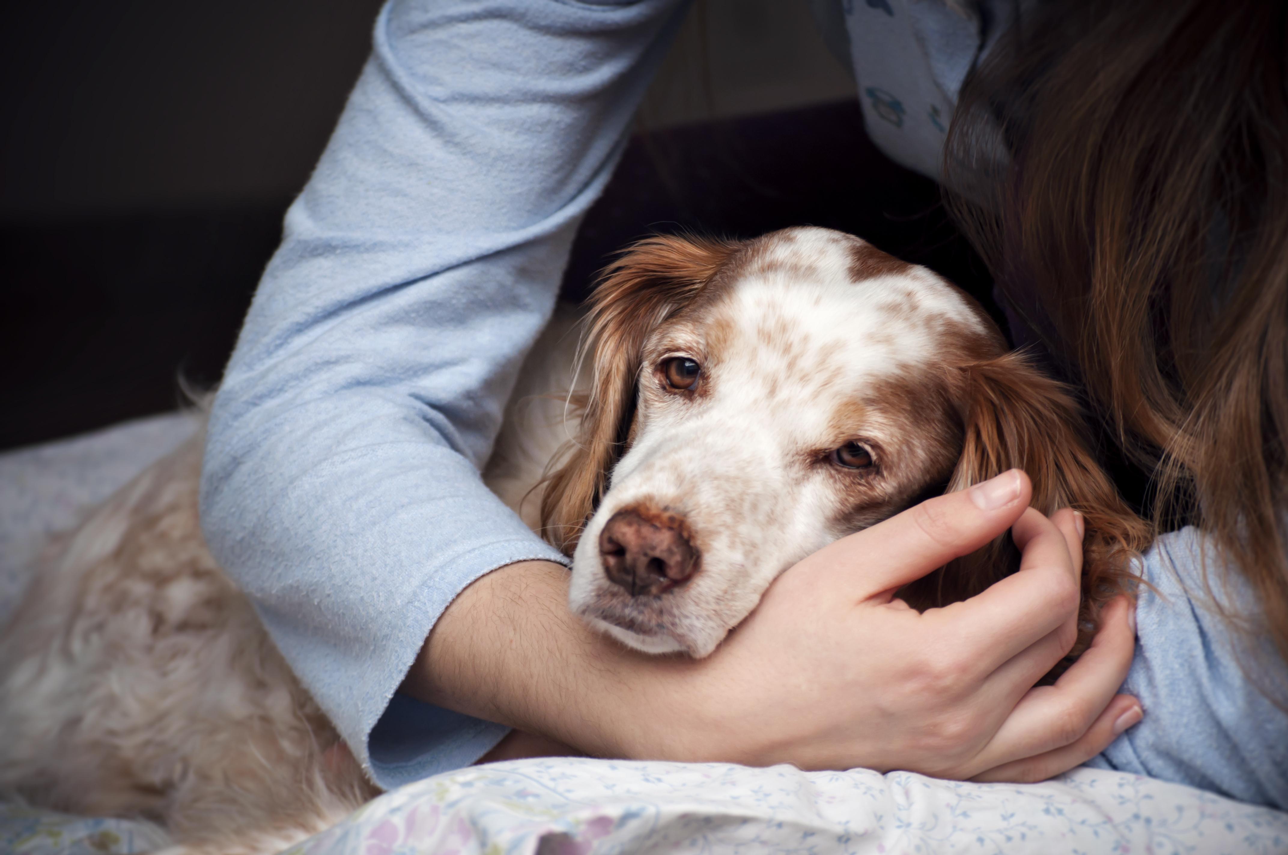 Hond met buikpijn