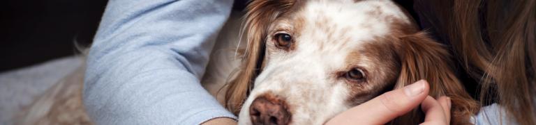 Bauchschmerzen beim Hund: Ursachen, Symptome, Tipps