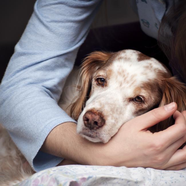 Bach Bloesem Mix Gezonde darmflora hond