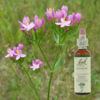 Centaury-duizendguldenkruid-bloesemremedie.png