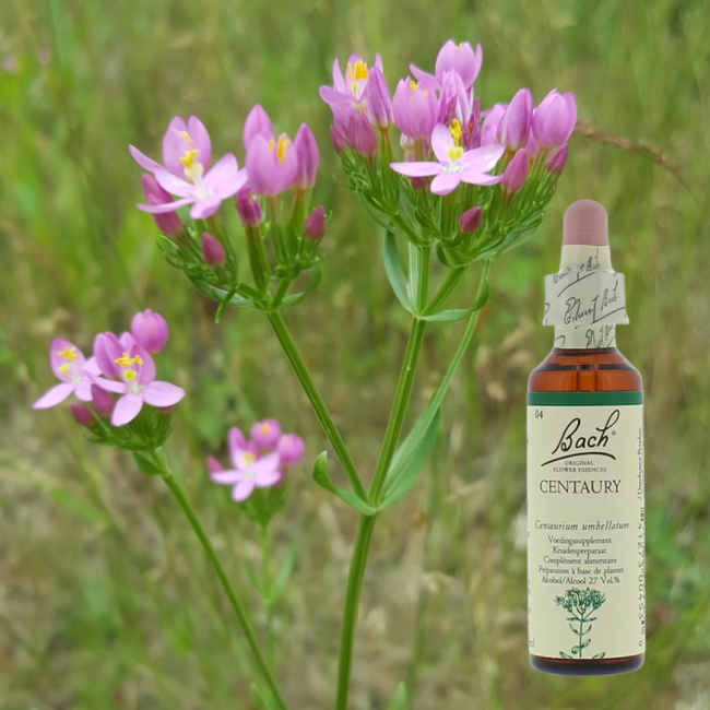 Centaury - Tausendgüldenkraut