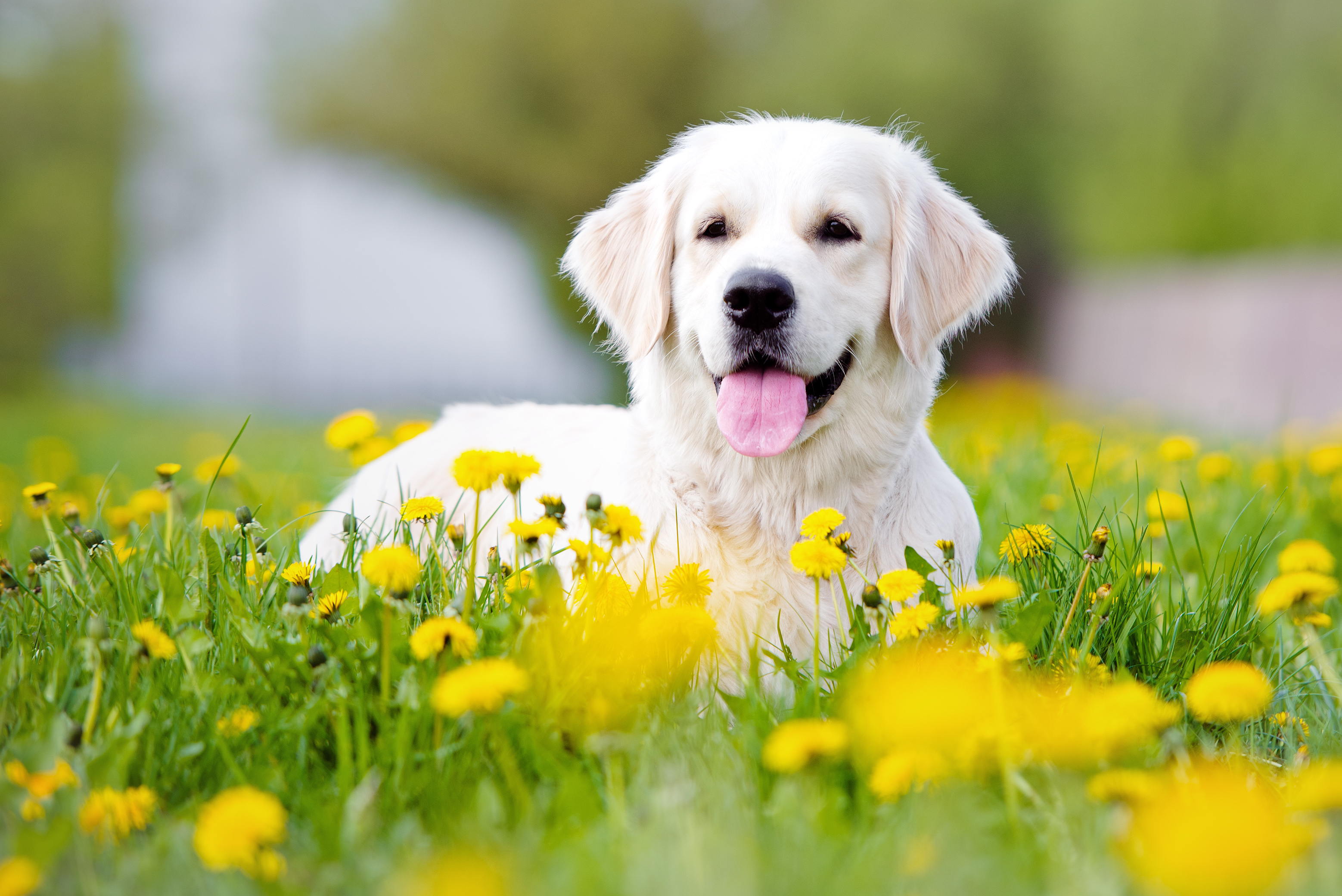 Hunde