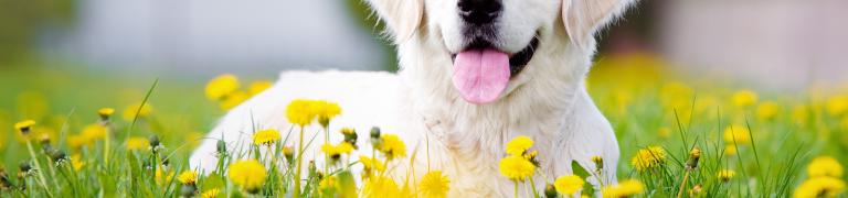 Bachblüten für Hunde