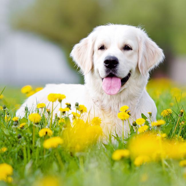 Bach Bloesem Mix op maat Honden.jpeg