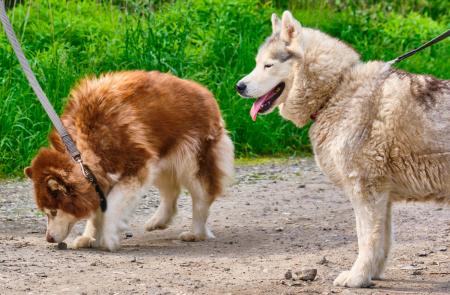 Vom aggressiven Hund zum Spielgefährten Gemeinsam glücklich dank Bachblüten.jpg