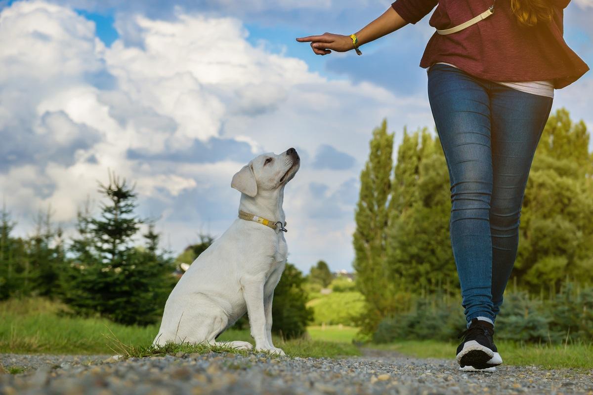 Hund Grundkommandos Training.jpg