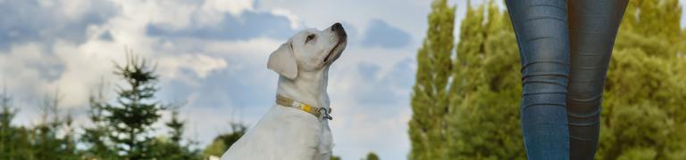 Wie bringe ich meinem hyperaktiven Hund die Grundkommandos bei?