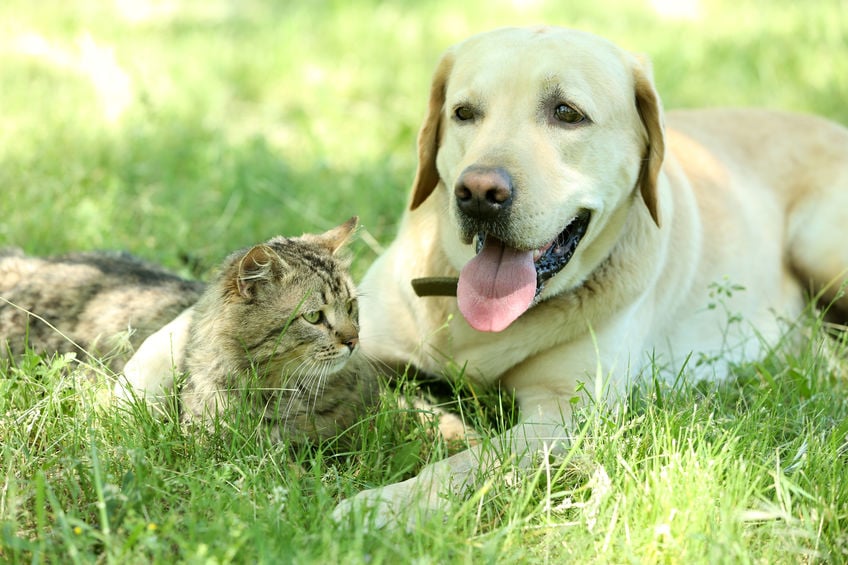 Hond en kat aan elkaar laten wennen met Bach Bloesem Mix Greetje.jpg