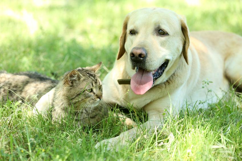 hond en kat laten wennen