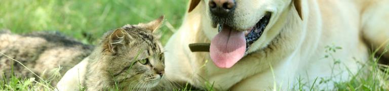 Kat en hond laten wennen aan elkaar – Zo doe je dat