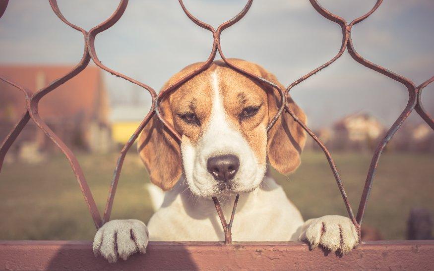 Verlatingsangst hond hond kan niet alleen zijn Bach bloesem.jpg