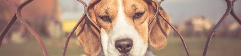 Verlatingsangst hond oplossen?
