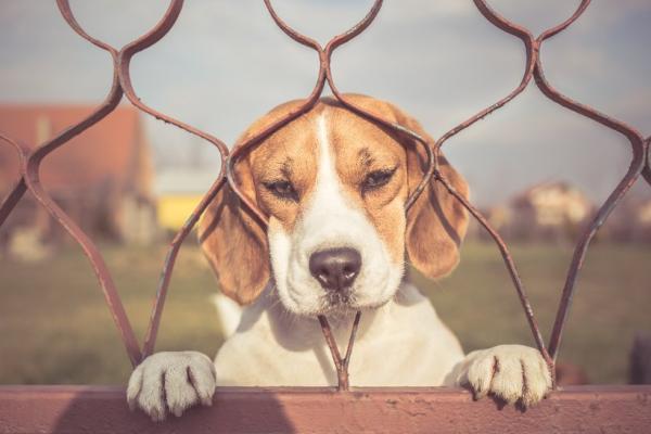 Verlatingsangst hond oplossen?