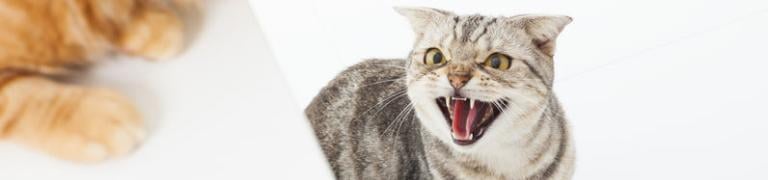 Territoriumdrift bij kat Popa