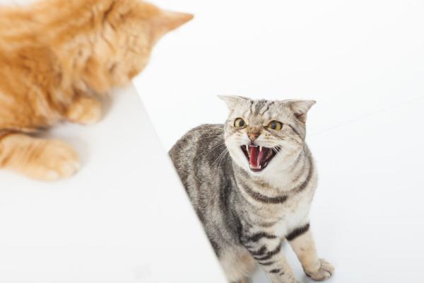Territoriumdrift bij kat Popa