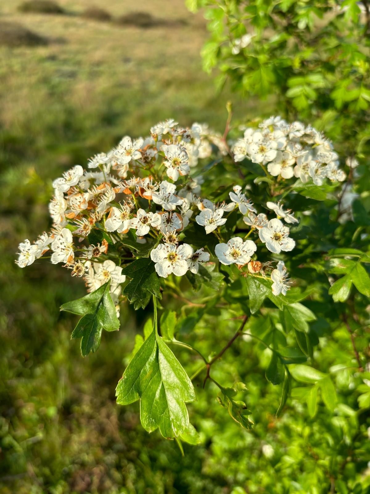 meibloemen-2.jpg