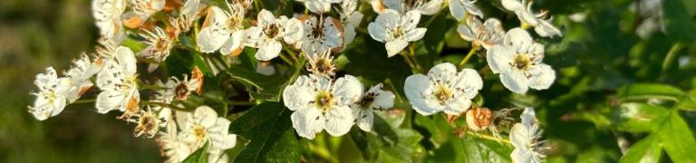 Ontdek de voordelen van Meidoorn thee: natuurlijke rust en vitaliteit