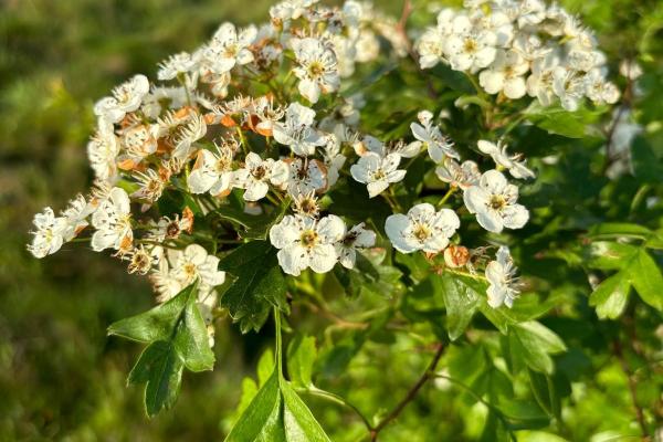 Ontdek de voordelen van Meidoorn thee: natuurlijke rust en vitaliteit