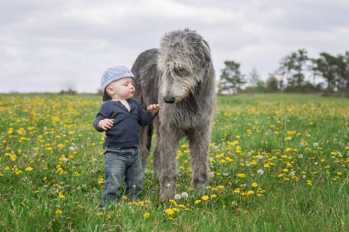 Leben mit Baby und Hund.jpg