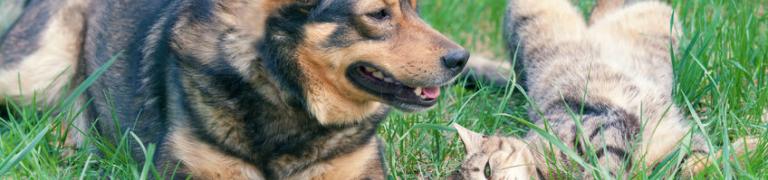 Bachblüten-Mischung – Katzen aneinander gewöhnen