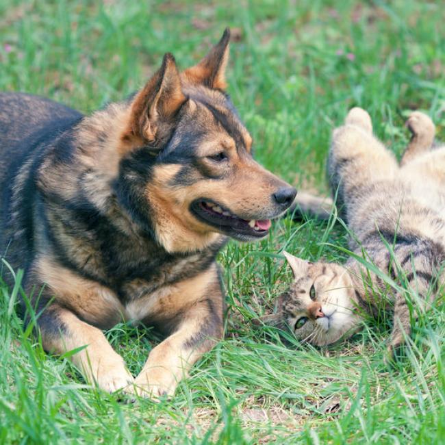 Bachblüten Hund & Katze aneinander gewöhnen