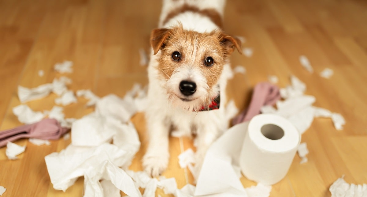 hond maakt alles kapot puppy opvoeden.jpg
