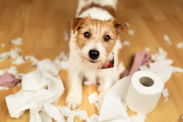 Mein Hund macht alles kaputt: Ursachen & 5 Tipps für Welpen und erwachsene Hunde