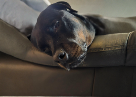 hond%20klok.png