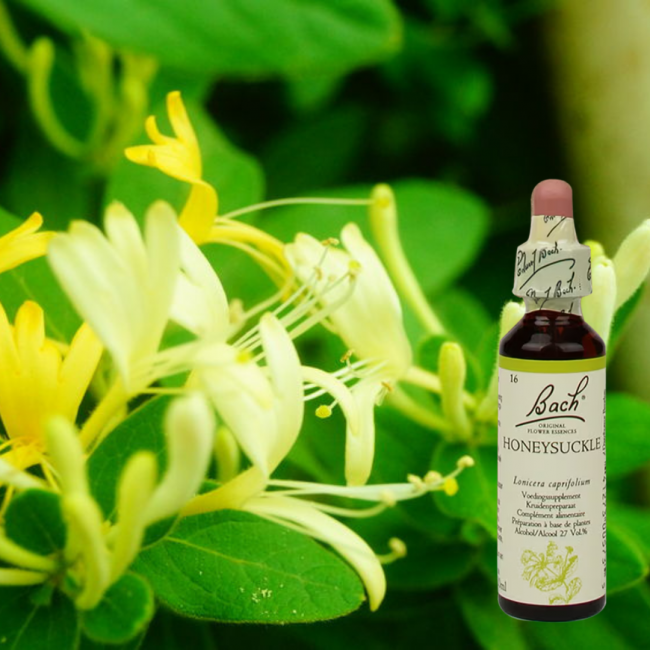 Honeysuckle - Geißblatt