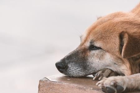 Oude hond met dementie
